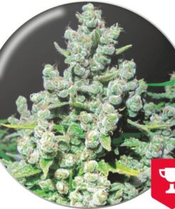 Malakoff — Medical Seeds
