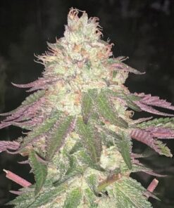 Malibú Auto 3Und — The Kush Brothers Seeds
