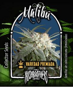 Malibu Fem — The Kush Brothers Seeds