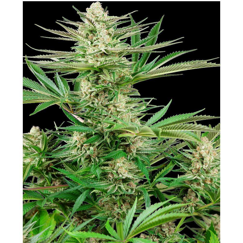 Malibu Gold OG Fem — Sensi Seeds