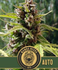 Mamba Negra Auto — Blimburn Seeds