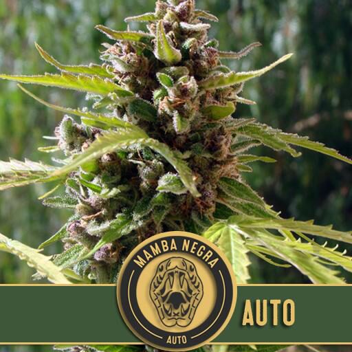 Mamba Negra Auto — Blimburn Seeds Mamba Negra Auto — Blimburn Seeds