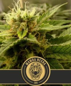 Mamba Negra CBD Fem — Blimburn Seeds