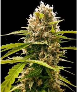 Mandarin Punch Fem — Sensi Seeds