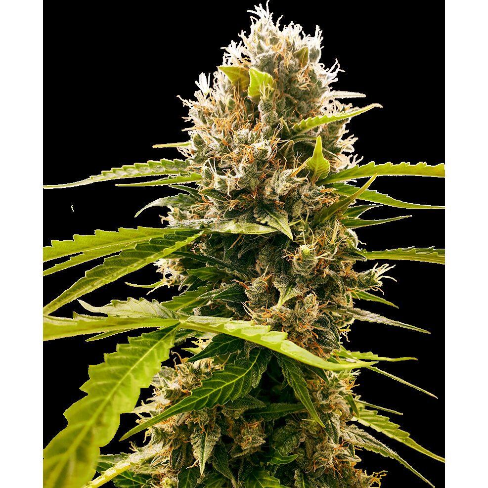 Mandarin Punch Fem — Sensi Seeds