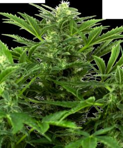 Mandarine Punch Auto — Sensi Seeds