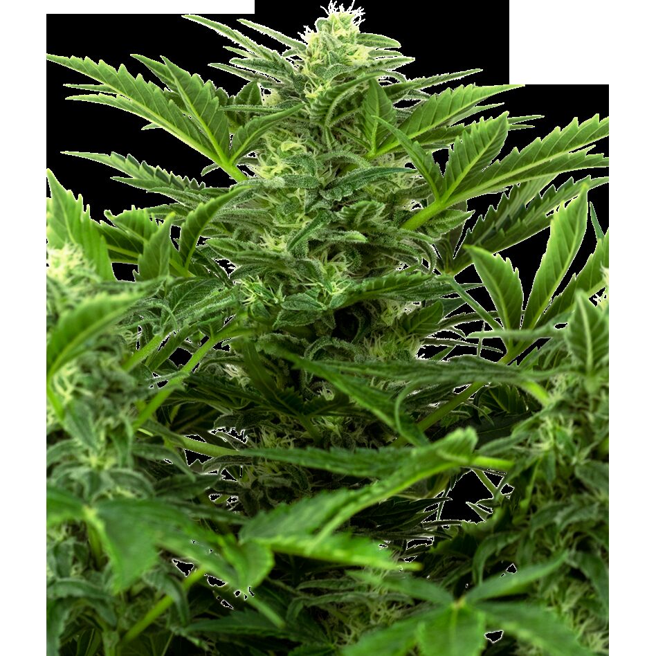 Mandarine Punch Auto — Sensi Seeds