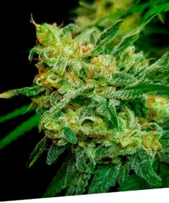Mango Burst Fem — Exclusive Seeds