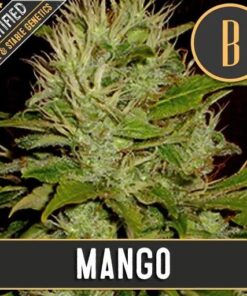 Mango Fem — Blimburn Seeds