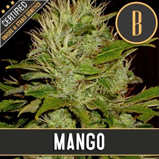 Mango Fem — Blimburn Seeds