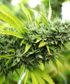 Mango OG Auto — Humboldt Seeds Organization