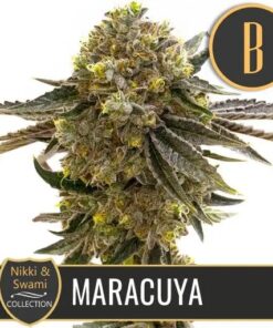Maracuya Fem — Blimburn Seeds