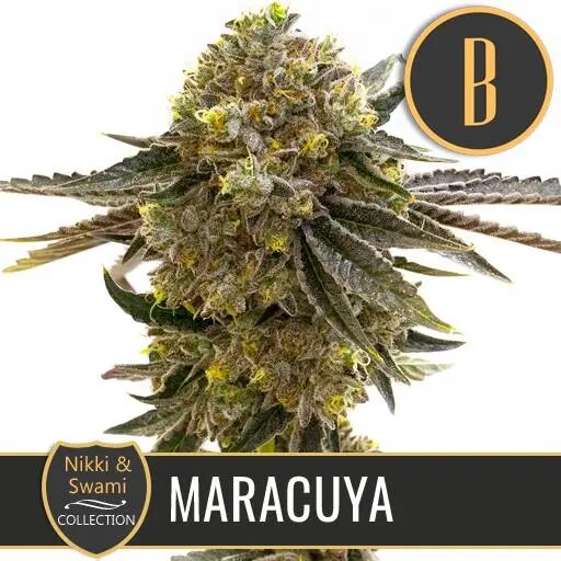 Maracuya Fem — Blimburn Seeds