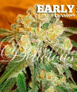 Marmalate F1 Early Version Fem — Delicious Seeds