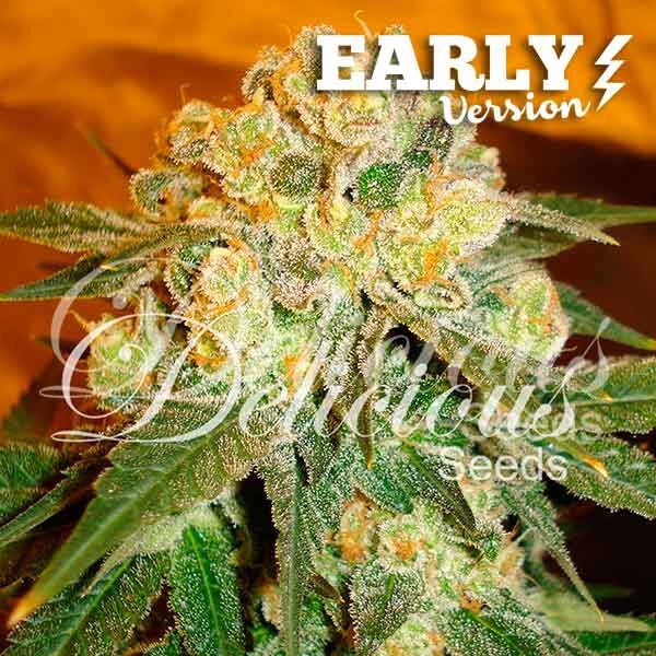 Marmalate F1 Early Version Fem — Delicious Seeds