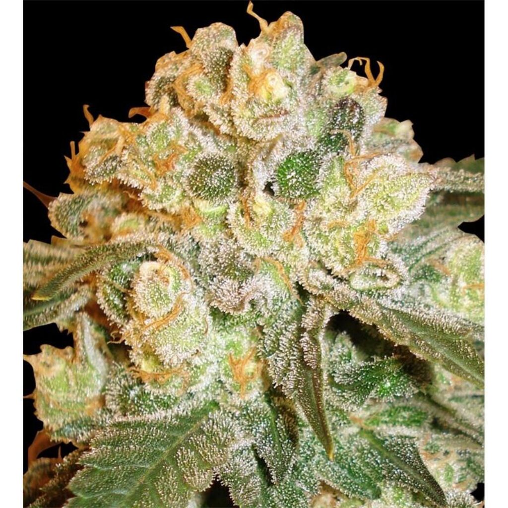 Marmalate Fem — Delicious Seeds