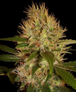 Martian Mean Green Fem. — Dna Genetics
