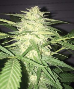 MassKush Auto — The Kush Brothers Seeds