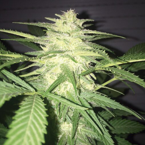 MassKush Auto — The Kush Brothers Seeds