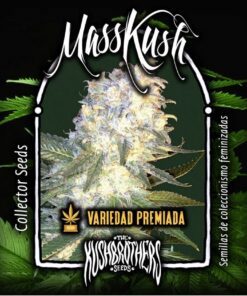MassKush Fem — The Kush Brothers Seeds