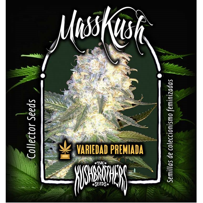 MassKush Fem — The Kush Brothers Seeds