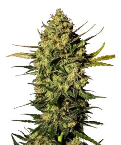 Master Kush Auto — Sensi White Label