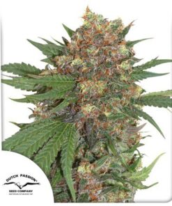 Master Kush Fem — Dutch Passion