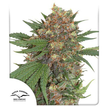 Master Kush Fem — Dutch Passion