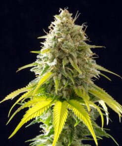 Mataro Blue Fem — Kannabia Seeds