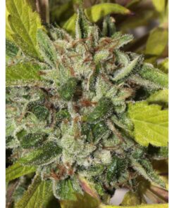 Matriarch OG Reg 10Und — Mamiko