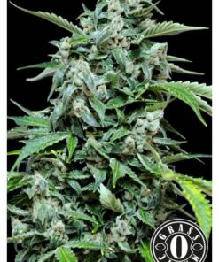 Maxi Haze Auto — Grassomatic