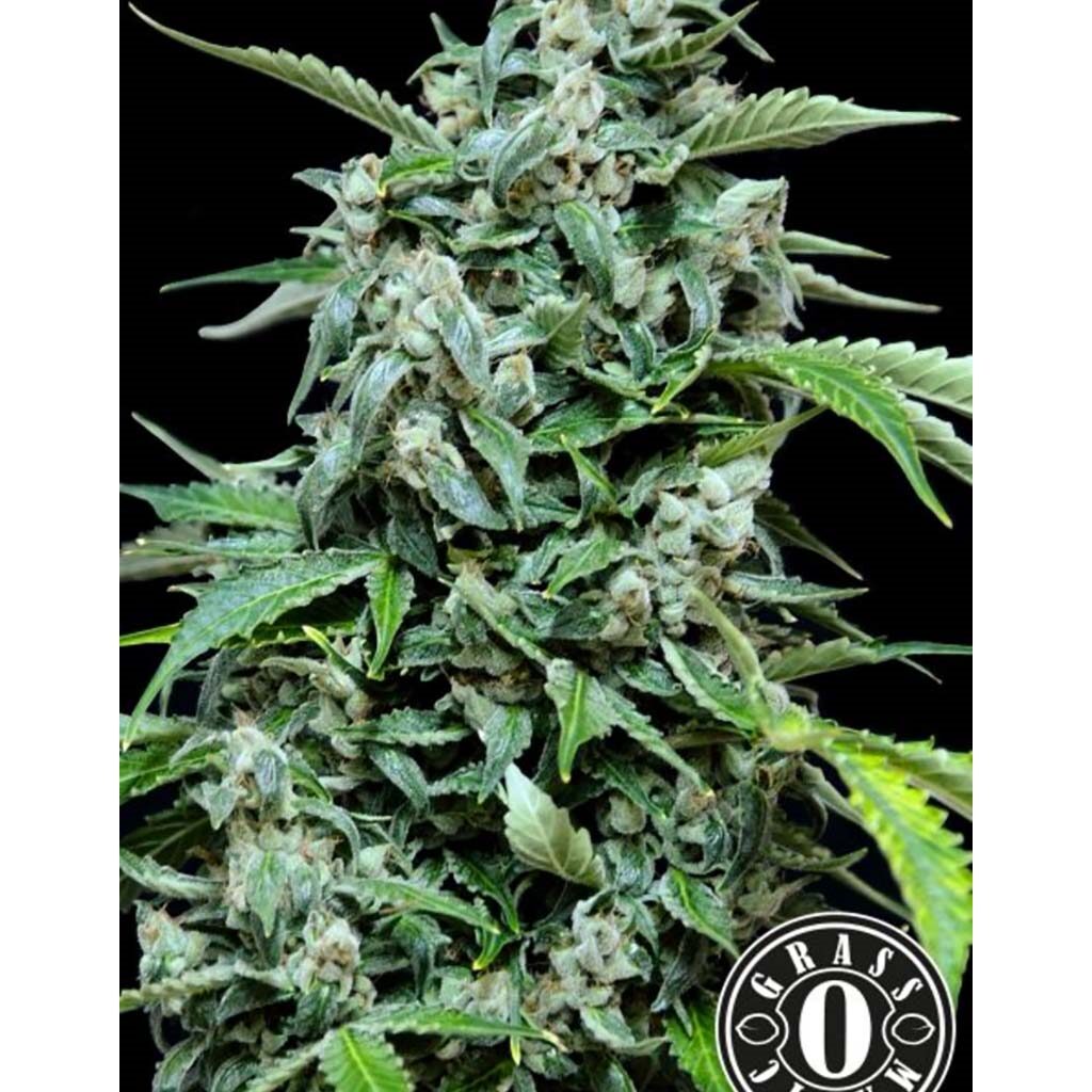 Maxi Haze Auto — Grassomatic
