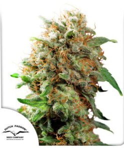 Mazar Fem — Dutch Passion