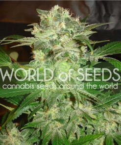 Mazar Kush Fem — World of Seed