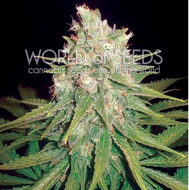 Mazar X Great White Shark Fem — World of Seed