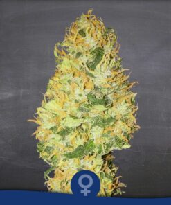 Medical Blue Fem — La Semilla Automática
