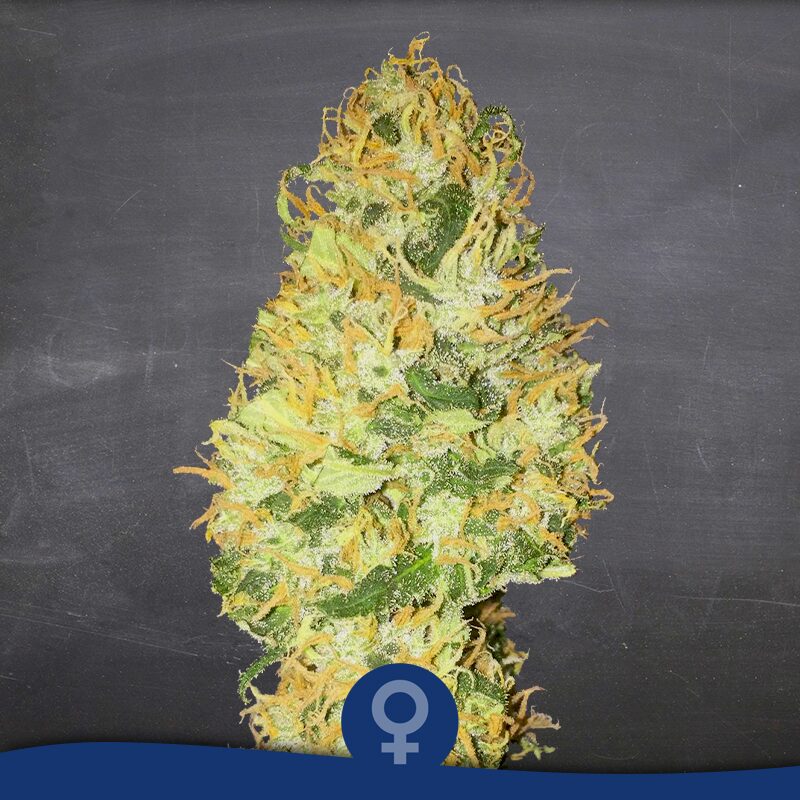 Medical Blue Fem — La Semilla Automática