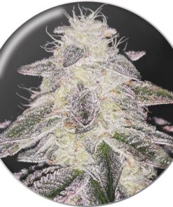 Medical Runntz Fem — Medical Seeds