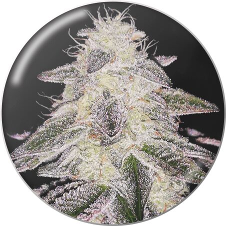 Medical Runntz Fem — Medical Seeds