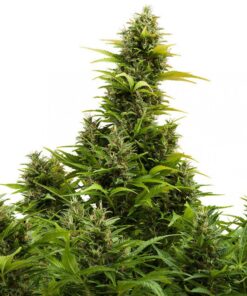 Medikit Auto CBD — Buddha Seeds
