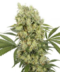Medikit CBD — Buddha Seeds