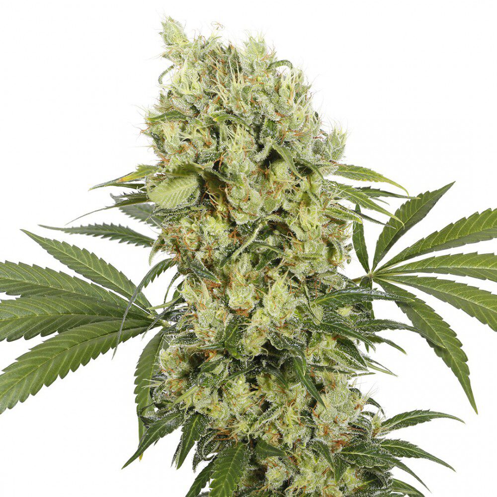 Medikit CBD — Buddha Seeds