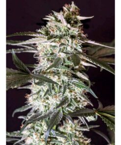 Medizinal CBD Fem. — Genehtik