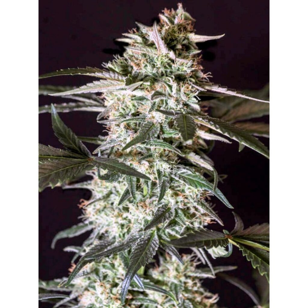 Medizinal CBD Fem. — Genehtik