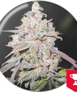Mendocino Chanel Kush — Medical Seeds