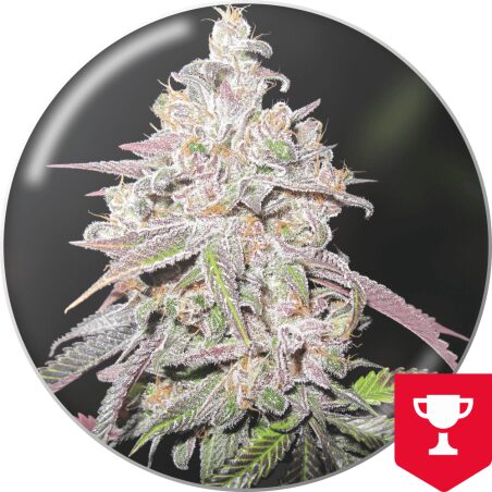 Mendocino Chanel Kush — Medical Seeds