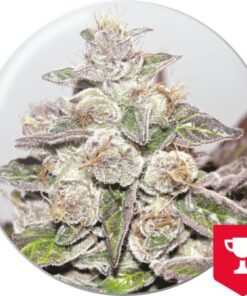Mendocino Purple Kush — Medical Seeds