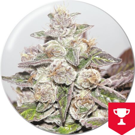 Mendocino Purple Kush — Medical Seeds