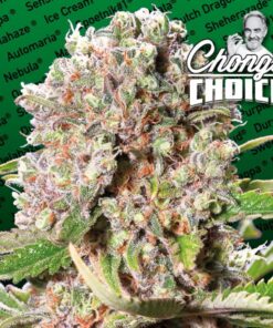 Mendocino Skunk Fem — Paradise Seeds
