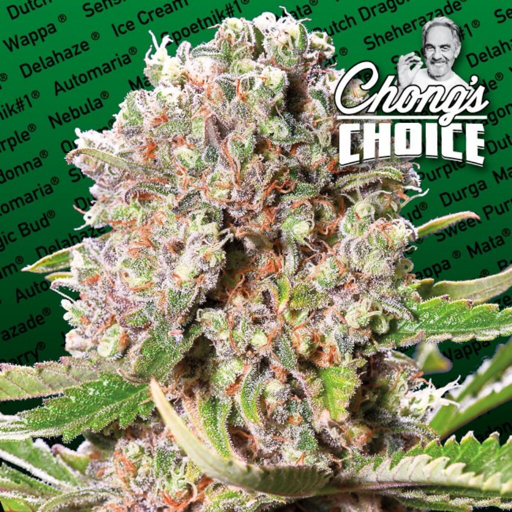 Mendocino Skunk Fem — Paradise Seeds